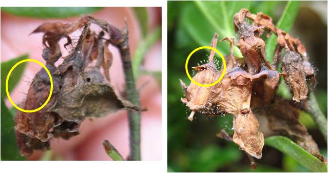 Botrytis Blossom Blight