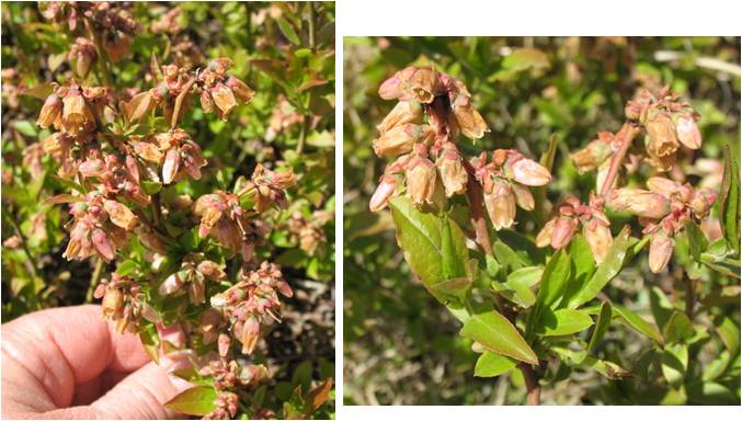 Frost Damage