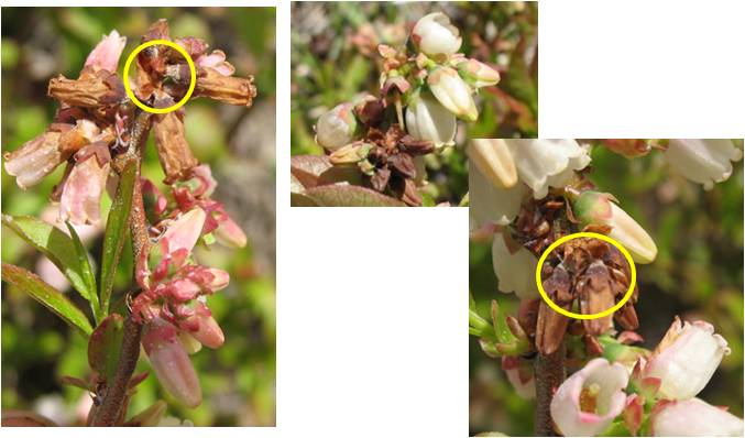 Mummy Berry Blight