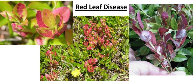Red Leaf Disease