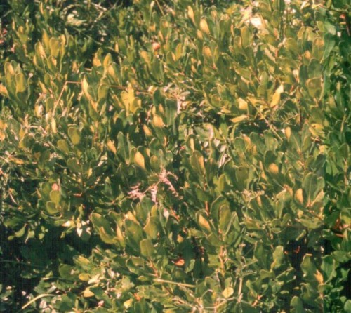 Bayberry