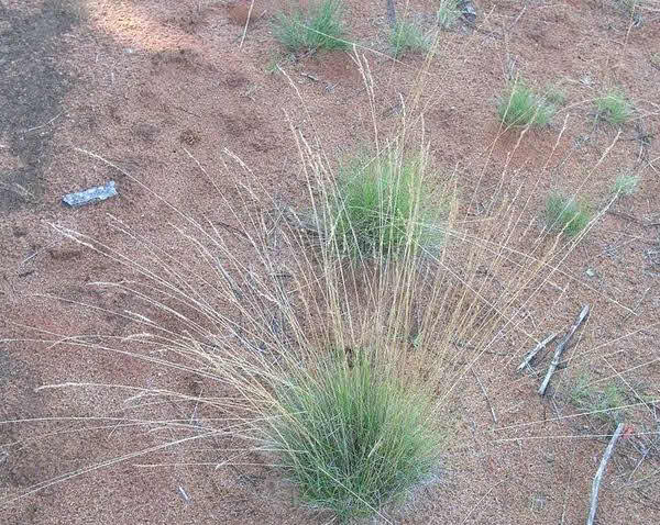 Fescus – Tussock