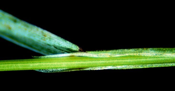 Rough Hair Grass – Ligule