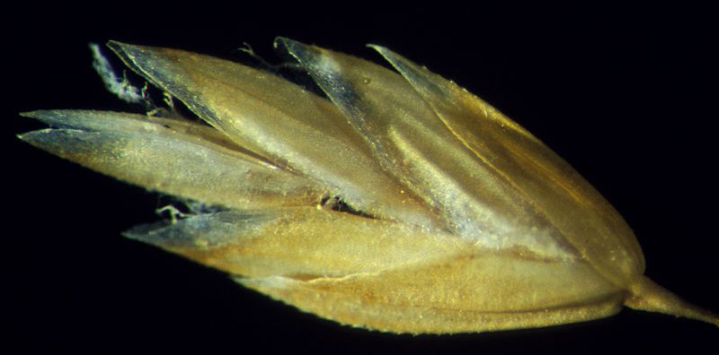 Bluegrass Spikelet