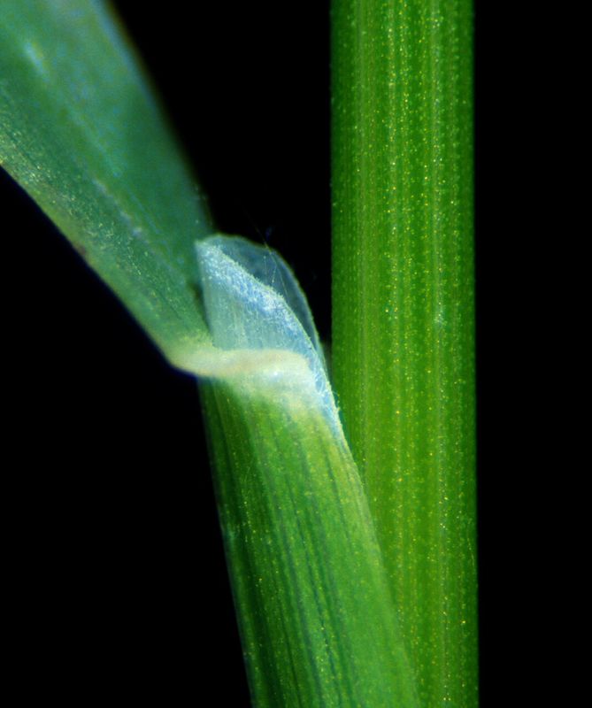 Bluegrass Ligules