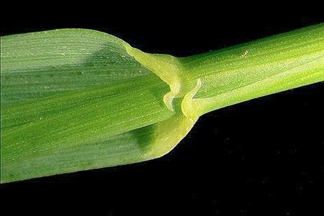 Quack Grass – Clasping Auricles