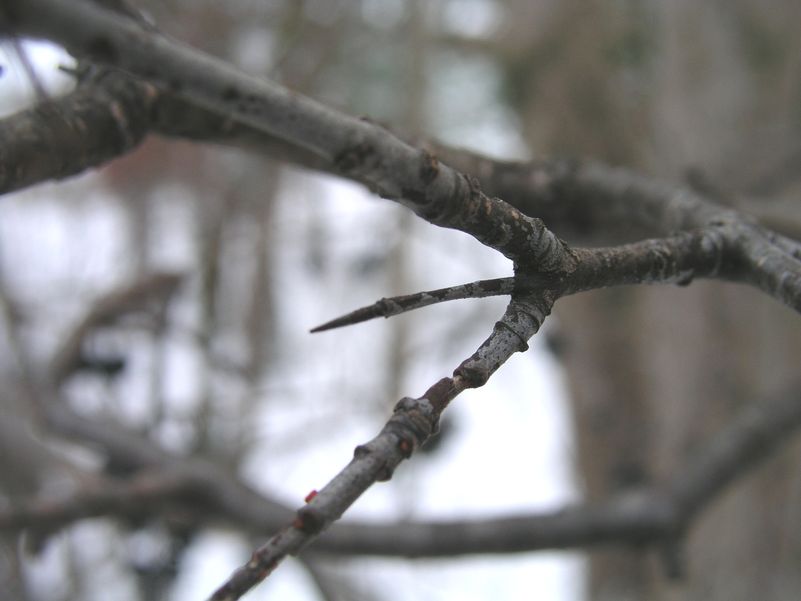 European Buckthorn – Thorn