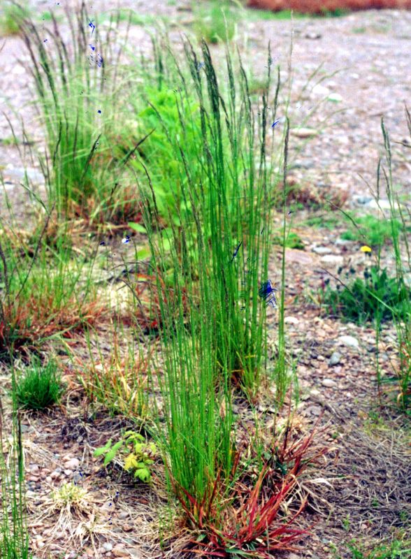 Fowl Meadow Grasses