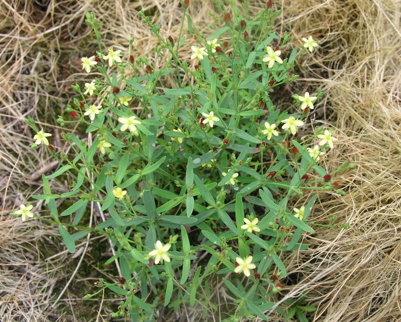 Canadian St. John's-Wort – Mature Plant