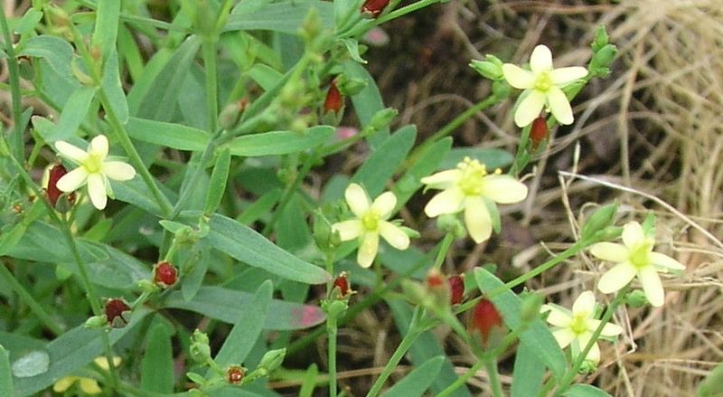 Canadian St. John's-Wort – Single Flower