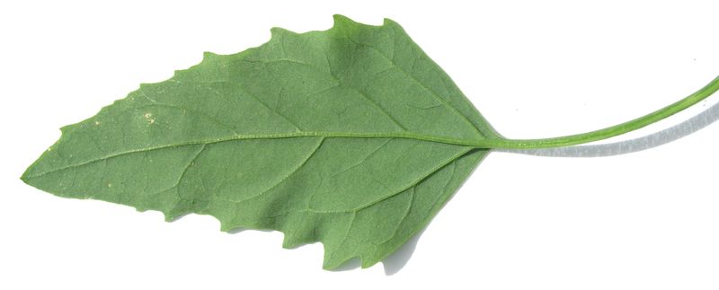 Lamb's Quarters – Leaf