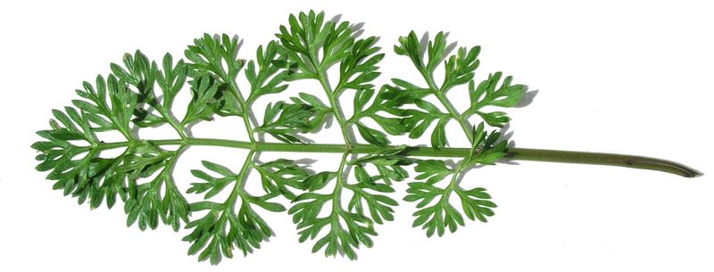 Wild Carrot – Leaf