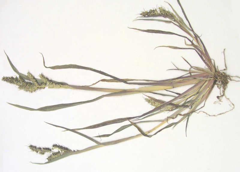 Barnyard Grass- Mature Plant