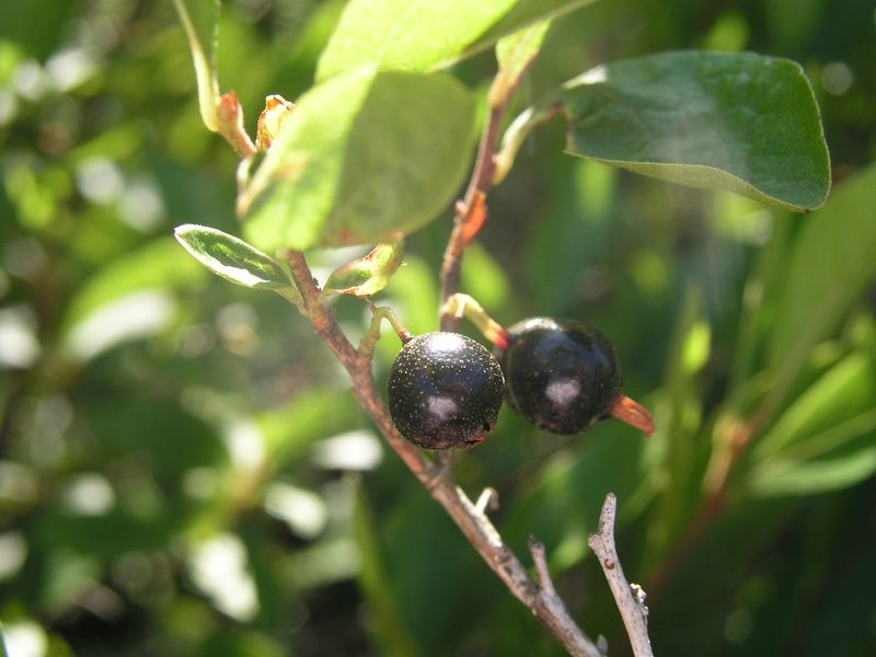 Black Huckleberry – Mature Fruit