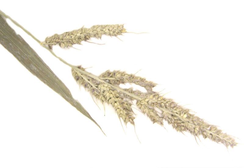 Barnyard Grass – Compact Panicle