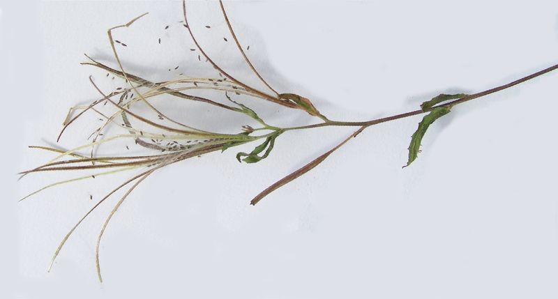 Willow Herb – Pod With Tufted Seeds