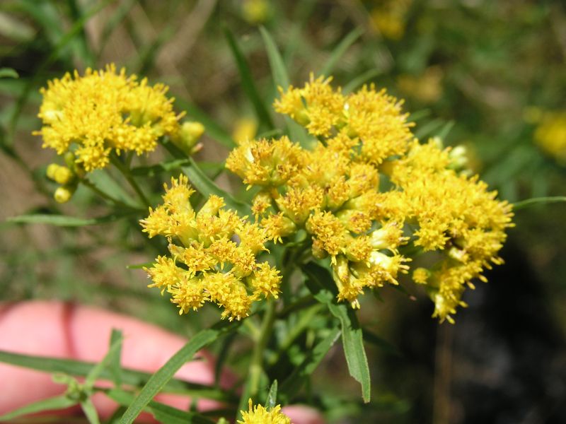Narrow-Leaved Goldenrod – Flowers