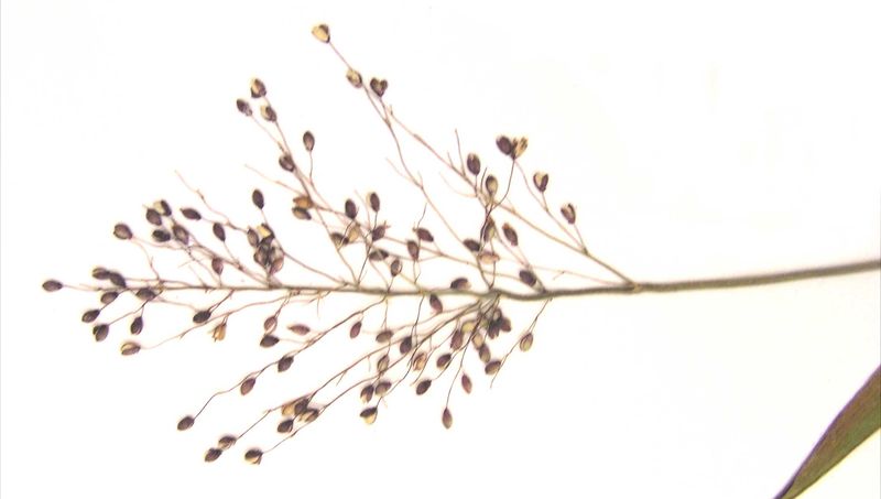 Woolly Panicum – Panicle