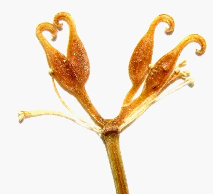 Canker Root – Fruit