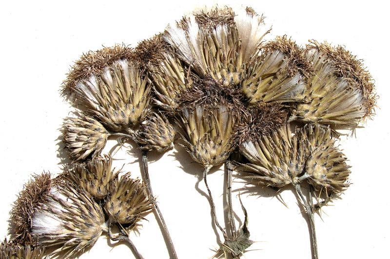 Canada Thistle – Fruit & Pappus