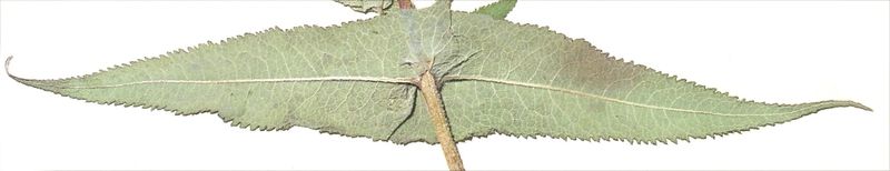 Boneset – Lower Leaf