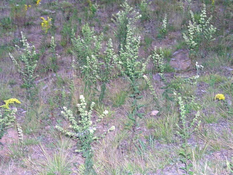 White Goldenrod – Infestation