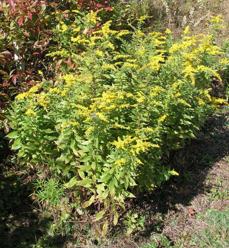 Rough Goldenrod – Mature Plant