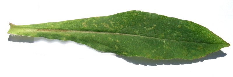 White Goldenrod – Leaf