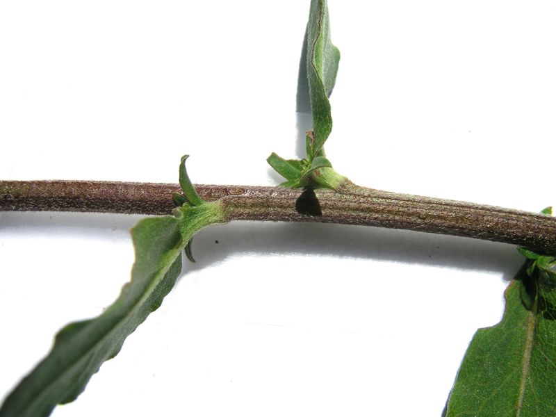 White Goldenrod – Stem