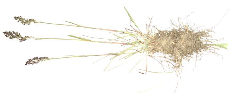 Kentucky Bluegrass