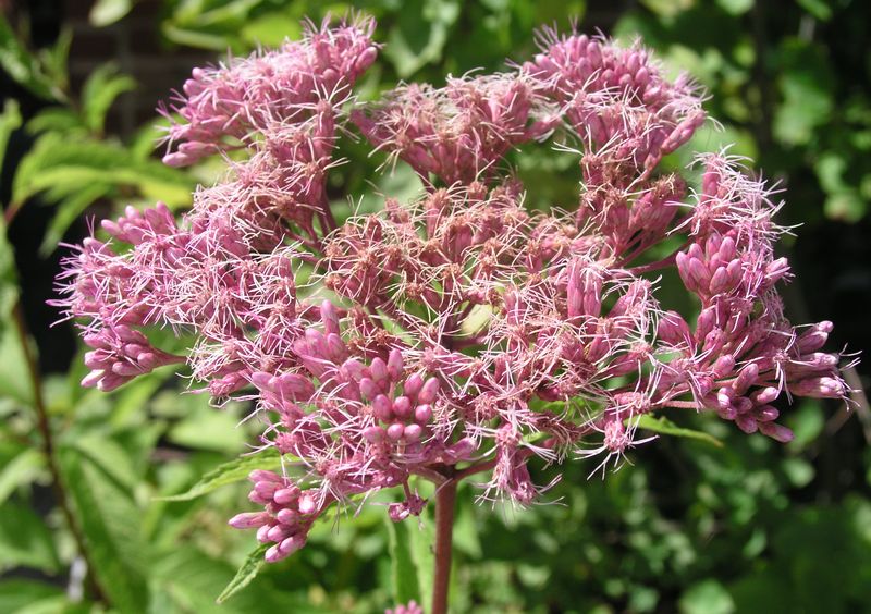 Spotted Joe Pye Weed – Flowering Head