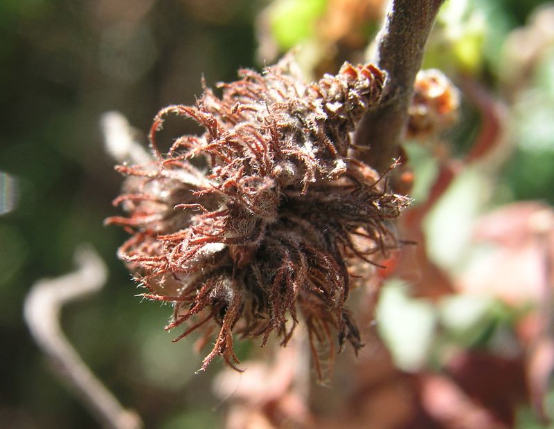 Sweet Fern – Fruit