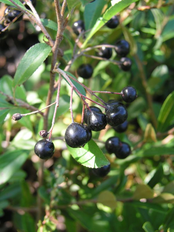 Black Chokeberry – Mature Fruit