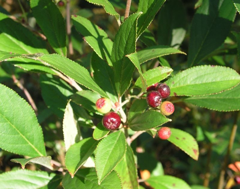 Red Chokeberry – Mature Fruit