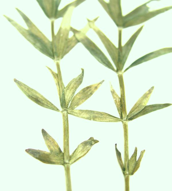 Northern Bedstraw – Four Leaf