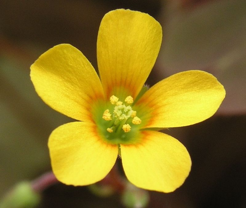 Yellow Wood Sorrel