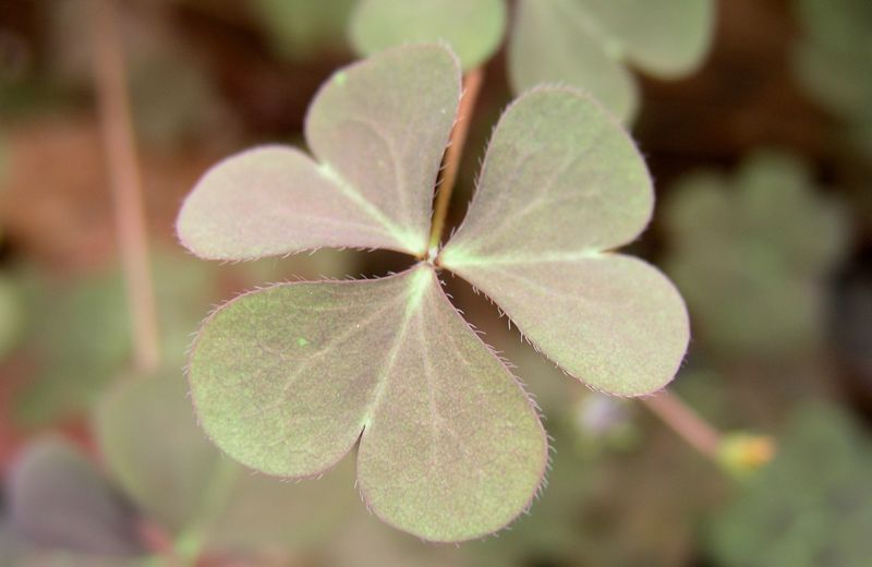 Wood Sorrel Leaf