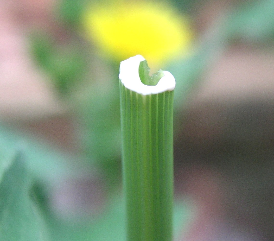 Annual Sow-Thistle – Milky Sap