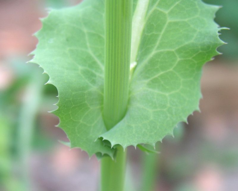 Annual Sow-Thistle – Clasping Leaves