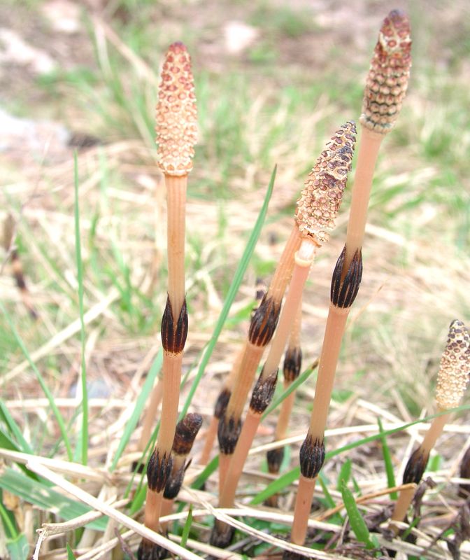 Field Horsetail – Shoots