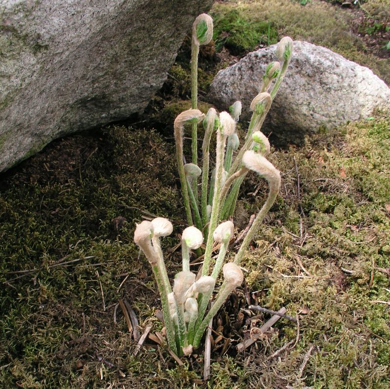 Cinnamon Fern – Young Fronds