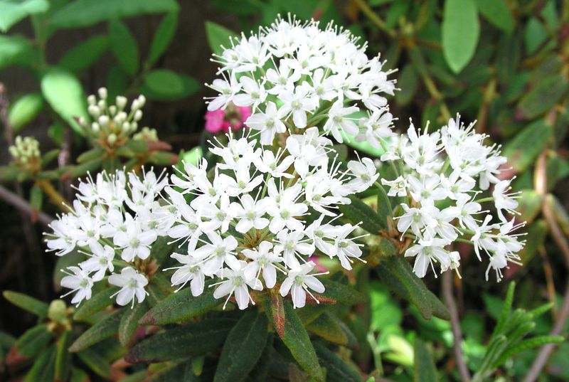 Labrador Tea – Flower
