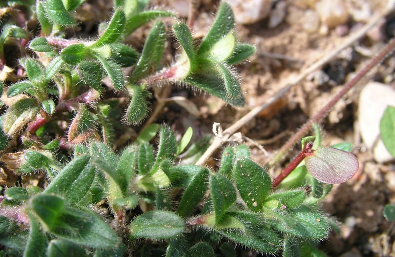 Mouse Eared Chickweed – Leaves
