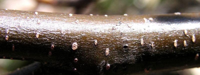 Speckled Alder – Stem