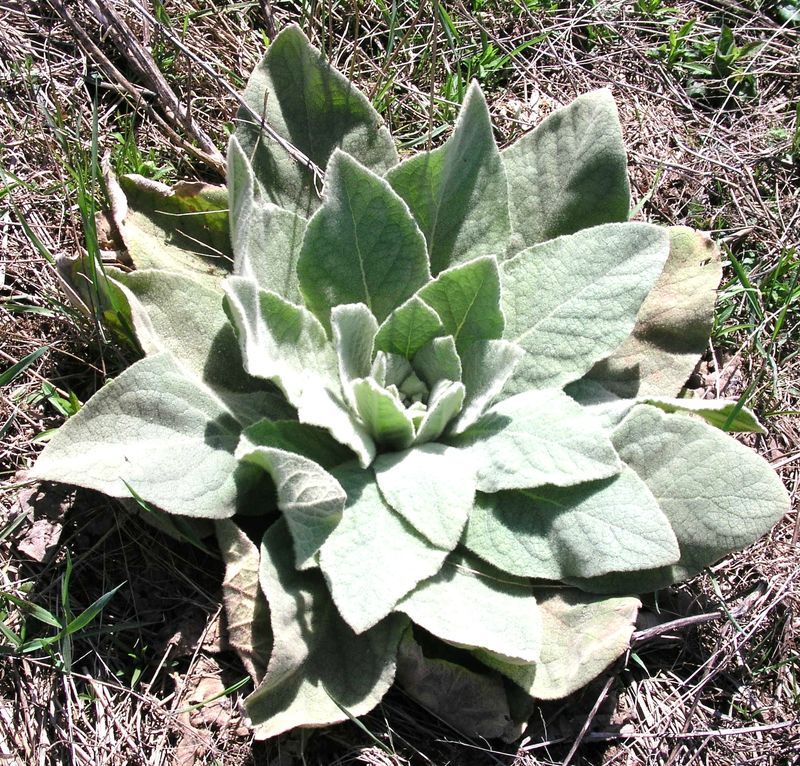 Common Mullein – Rosette