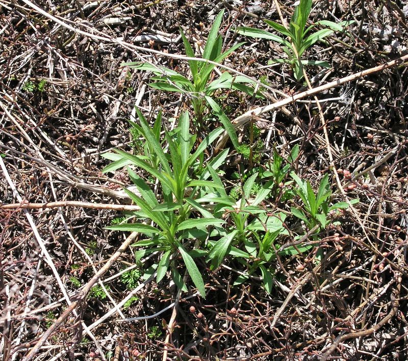 Canada Goldenrod – Rosette