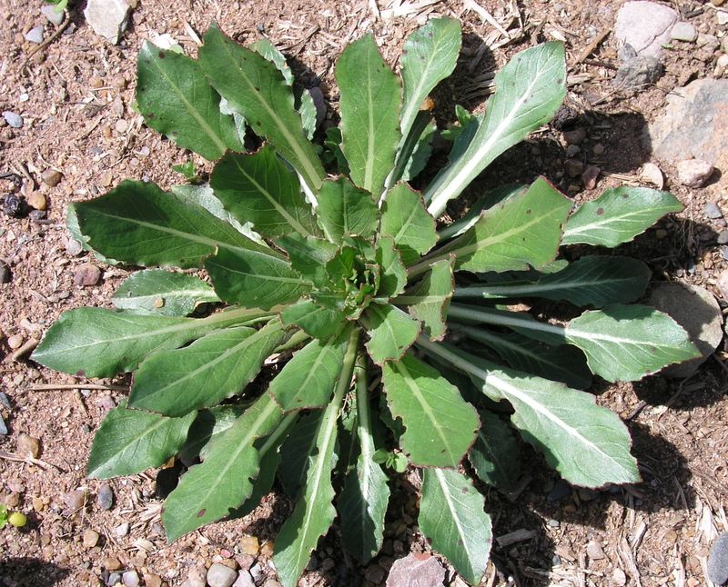 Yellow Evening Primrose – Rosette
