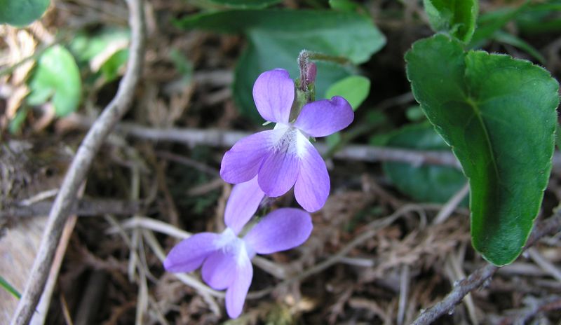 Blue Violet Flowers