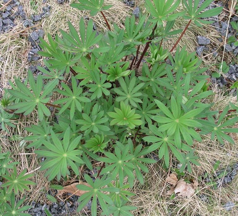 Large-Leaved Lupine – Immature Plant