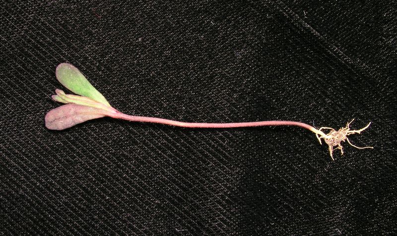 Cow Wheat – Seedling